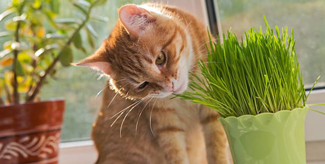 Cat Nip Plant