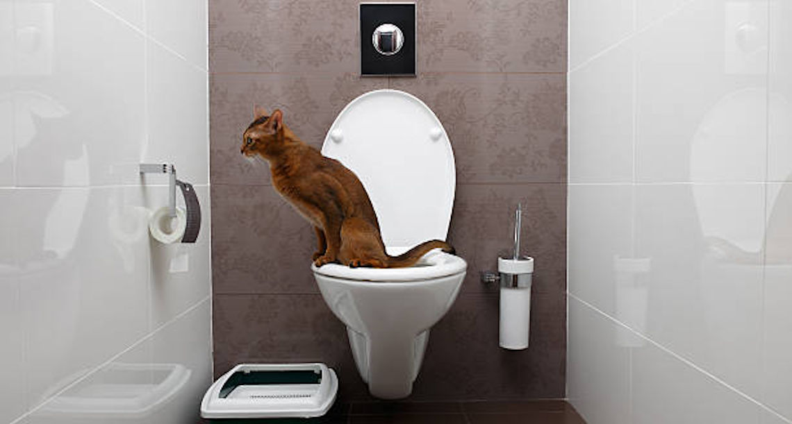 Cat On Toilet