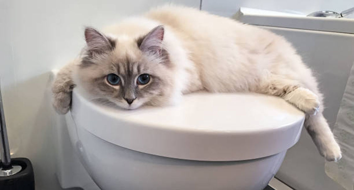 Cat Resting On Toilet