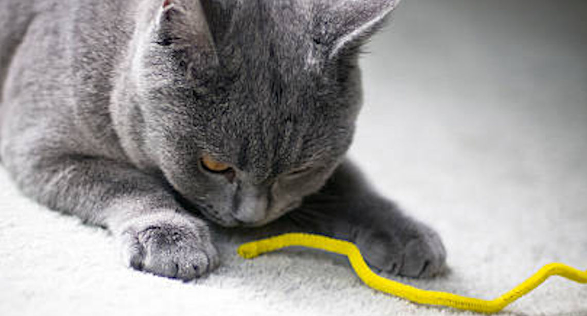 Cat Sniffs Pipe Cleaner