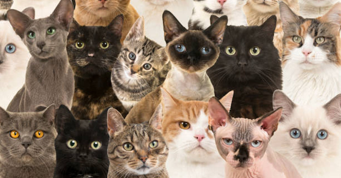 Cat Breeds