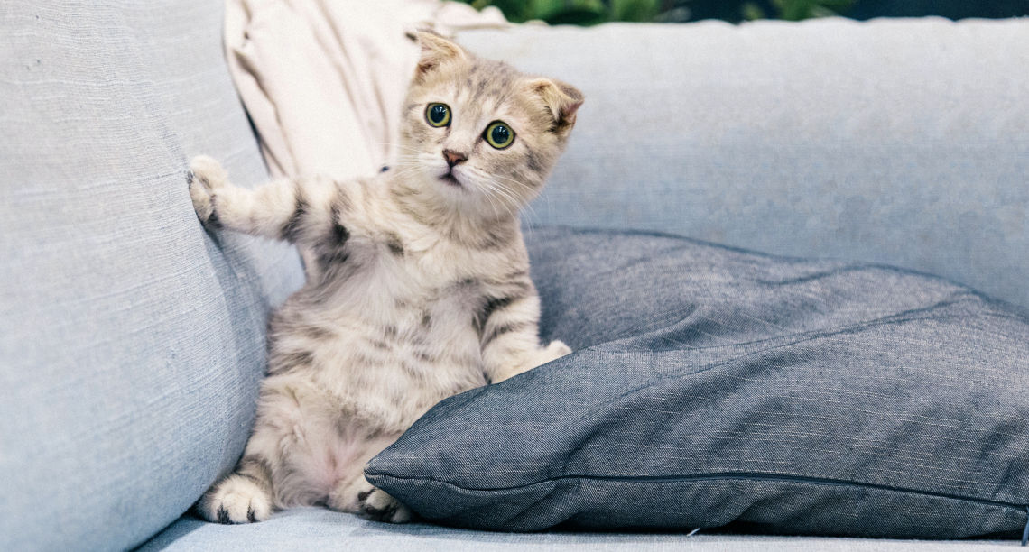 Cat Surprised On Couch