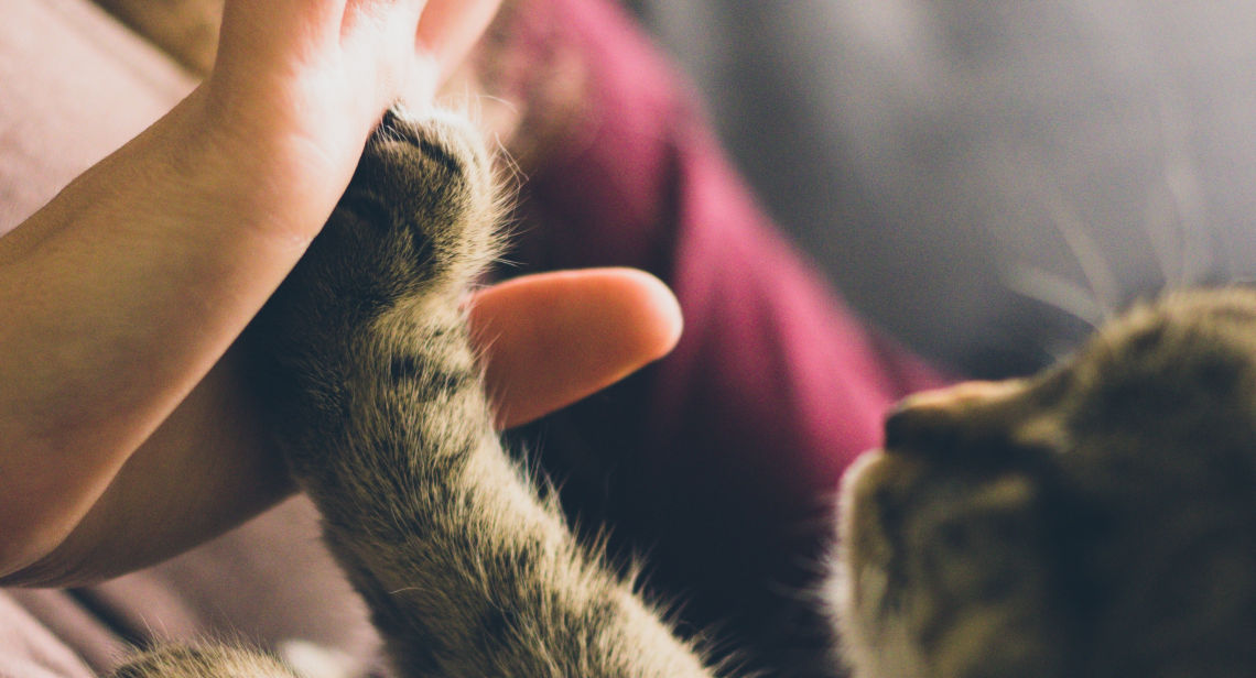 Cat High Fives Owner