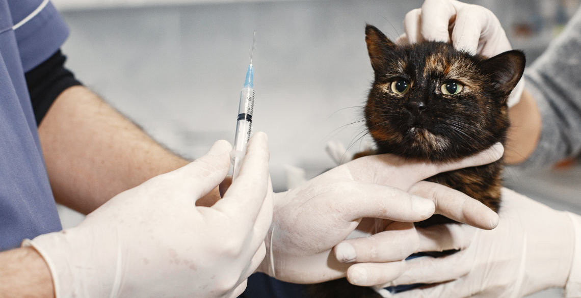 Cats Vaccination