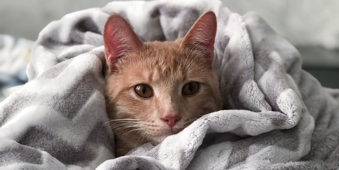 Cat In Blanket